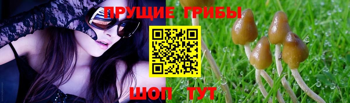 Галлюциногенные грибы Psilocybe Иваново