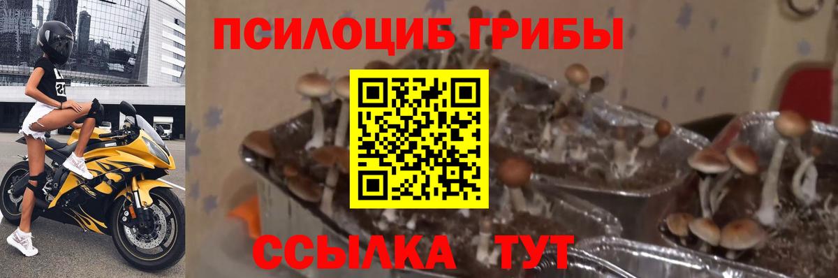 Псилоцибиновые грибы мухоморы Иваново